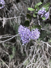 Ceanothus cuneatus ramulosus
