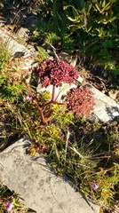 Angelica morrisonicola