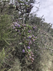Ceanothus cuneatus ramulosus