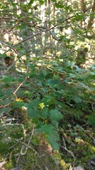 Ribes formosanum