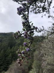 Ceanothus cuneatus ramulosus