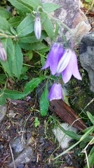 Adenophora morrisonensis