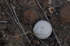 Sclerodermataceae