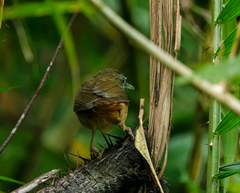 Malacocincla abbotti