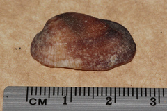 Barbatia