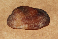 Barbatia