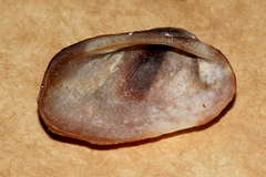 Barbatia