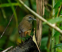 Malacocincla abbotti
