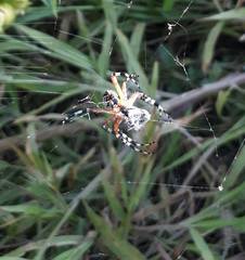 Neoscona oaxacensis