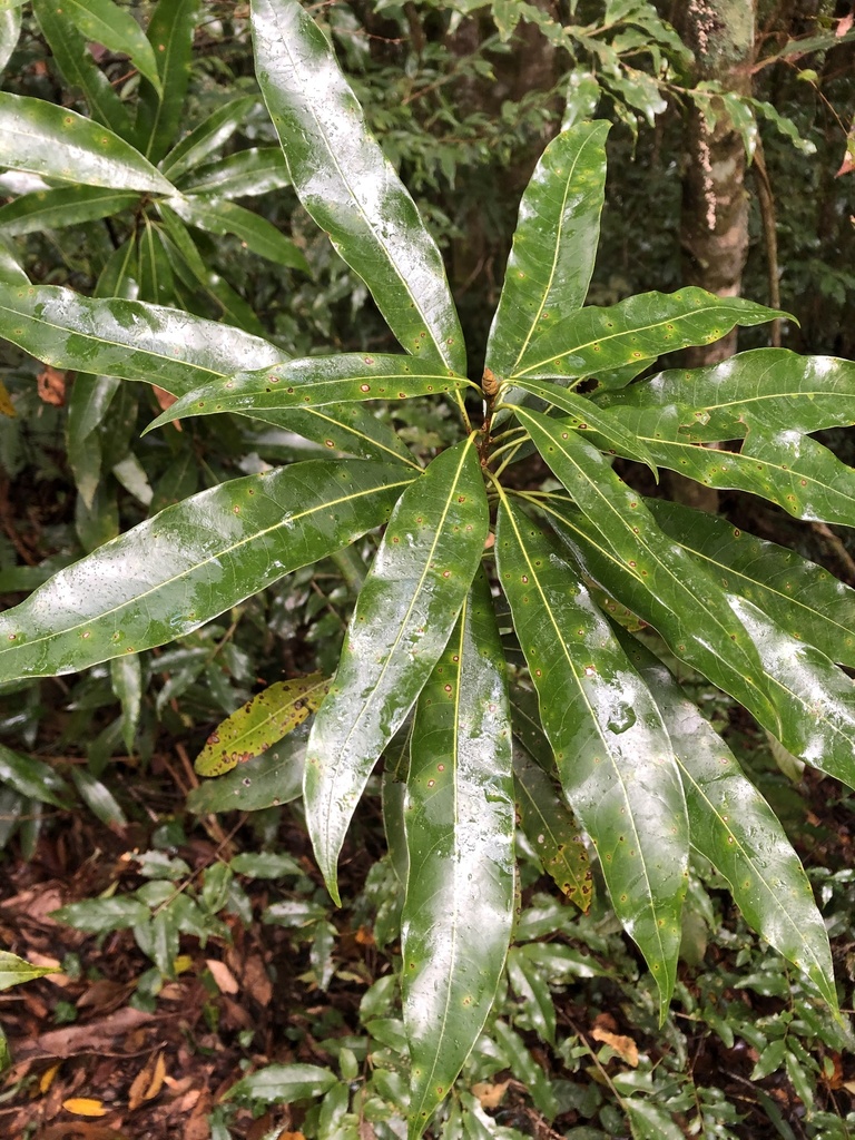 Actinodaphne acuminata (Actinodaphne acuminata)