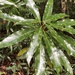 Litsea acuminata - Photo (c) jodyhsieh, μερικά δικαιώματα διατηρούνται (CC BY-NC)