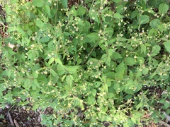 Galinsoga quadriradiata