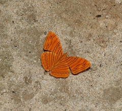 Chersonesia intermedia rahrioides