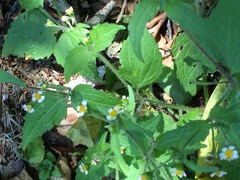 Galinsoga quadriradiata