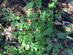Galinsoga quadriradiata