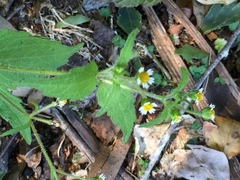 Galinsoga quadriradiata
