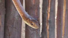 Psammophis brevirostris