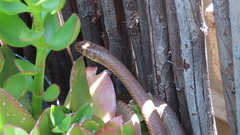 Psammophis brevirostris