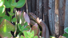 Psammophis brevirostris