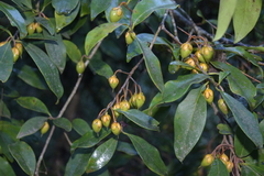 Ternstroemia sylvatica