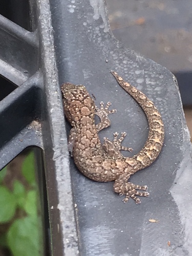 Southern Marbled Gecko, photo 4 of 10