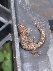Marbled Gecko photo 4