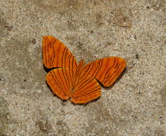 Chersonesia intermedia rahrioides