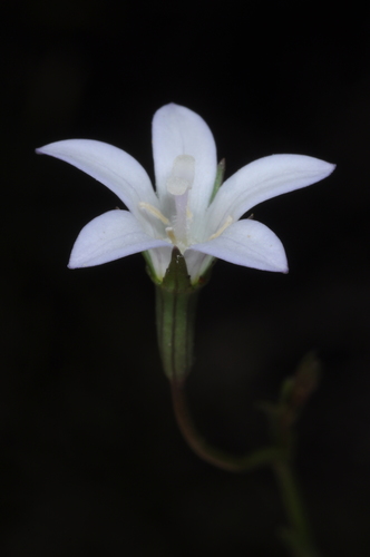 tuffybells (Wahlenbergia linarioides)