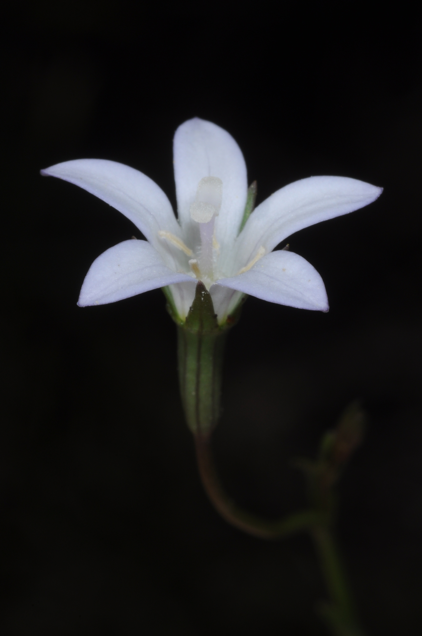 Wahlenbergia linarioides