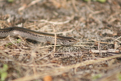 Hemiergis gracilipes