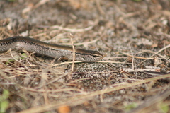 Hemiergis gracilipes