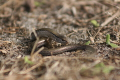 Hemiergis gracilipes