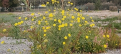 Launaea mucronata
