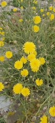 Launaea mucronata