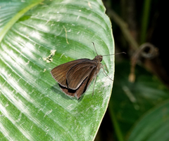Ancistroides nigrita