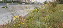 Launaea mucronata