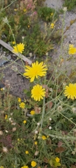 Launaea mucronata