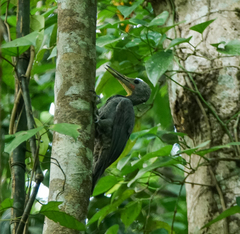 Mulleripicus pulverulentus