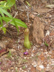 Nepenthes distillatoria