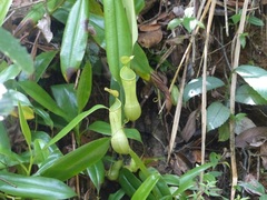 Nepenthes distillatoria
