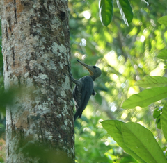 Mulleripicus pulverulentus