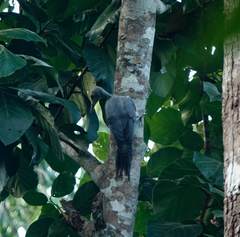 Mulleripicus pulverulentus