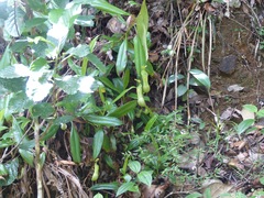 Nepenthes distillatoria
