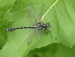 Nihonogomphus ruptus