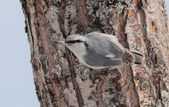 Sitta europaea albifrons