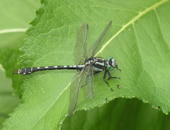 Nihonogomphus ruptus
