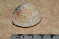 Gafrarium pectinatum