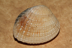 Gafrarium pectinatum