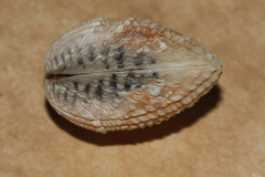 Gafrarium pectinatum