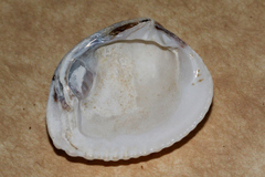 Gafrarium pectinatum